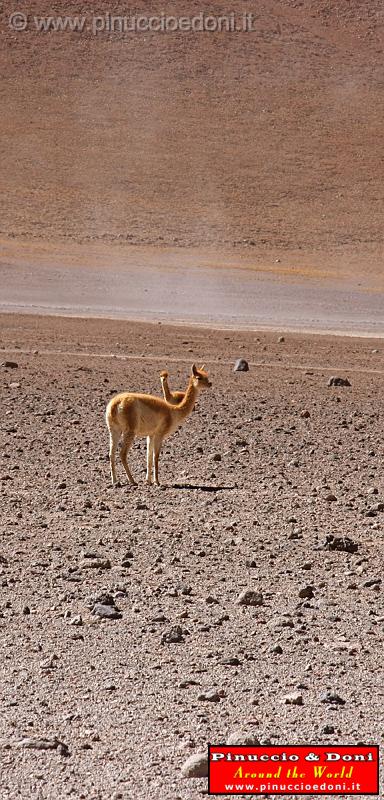 BOLIVIA 2 - Vigogna.jpg